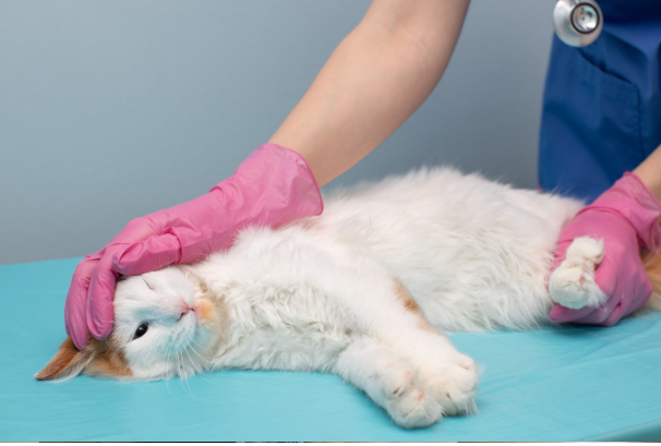 In-home Euthanasia